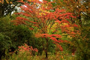 Arbre flamboyant